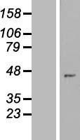 NBL1-18238 - ZNF707 Lysate