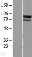 NBL1-18239 - ZNF710 Lysate