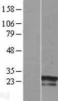 NBL1-18242 - ZNF740 Lysate
