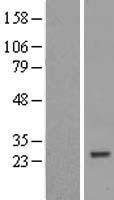 NBL1-18243 - ZNF747 Lysate