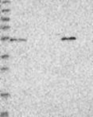 NBP1-85323 - ZNF76