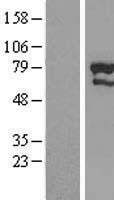NBL1-18244 - ZNF76 Lysate