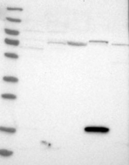 NBP1-80873 - ZNF77