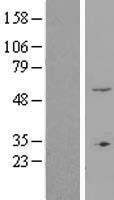 NBL1-18247 - ZNF77 Lysate