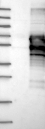 NBP1-80872 - ZNF79