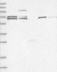 NBP1-81754 - ZNF8