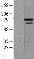 NBL1-18253 - ZNF8 Lysate