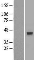 NBL1-18254 - ZNF821 Lysate