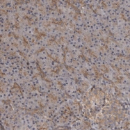 NBP1-84196 - ZNRF1