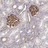 NBP1-85047 - ZO-1 / Tight junction protein 1