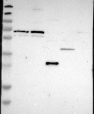 NBP1-86103 - ZP2 / ZPA