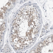 NBP1-82689 - ZPBP2