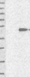 NBP1-82689 - ZPBP2