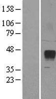 NBL1-18265 - ZPBP2 Lysate