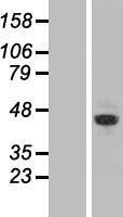 NBL1-18266 - ZRANB2 Lysate