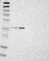 NBP1-81978 - ZSCAN1