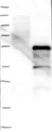 NBP1-85184 - ZSCAN16