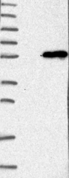 NBP1-81969 - ZSCAN4
