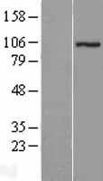 NBL1-18280 - ZZZ3 Lysate
