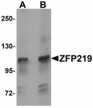 NBP1-76550 - ZNF219