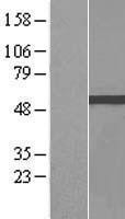 NBL1-17980 - Zinc finger and BTB domain-containing protein 9 Lysate