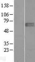 NBL1-18140 - Zinc finger protein 395 Lysate
