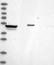 NBP1-92617 - ZNF774