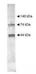 NBP1-77767 - Ovalbumin