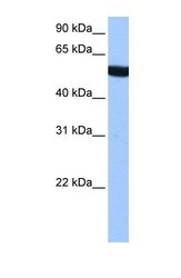 NBP1-53026 - alpha Tubulin / TUBA3C / TUBA2