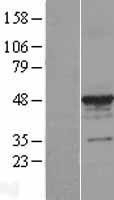 NBL1-17430 - alpha Tubulin 3c Lysate