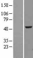 NBL1-17433 - alpha Tubulin 4a Lysate