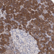 NBP1-80614 - XPNPEP1