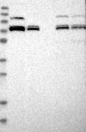 NBP1-80614 - XPNPEP1