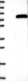NBP1-80615 - XPNPEP1