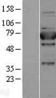 NBL1-17908 - aminopeptidase P Lysate