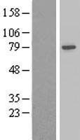 NBL1-07331 - beta Adducin Lysate