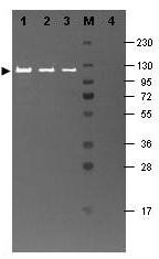 NB120-6641 - Beta-galactosidase tag
