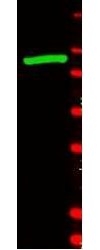 NB120-6641 - Beta-galactosidase tag