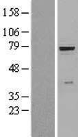 NBL1-11412 - beta Glucuronidase Lysate