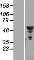 NBL1-17438 - beta II Tubulin B Lysate