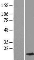 NBL1-16276 - beta Synuclein Lysate