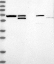 NBP1-84879 - EIF2A