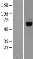 NBL1-10174 - eIF2 alpha Lysate
