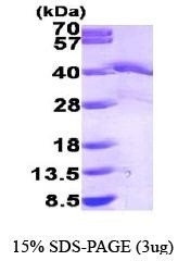 NBP1-44467 - EIF2A / EIF2S1