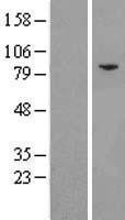 NBL1-10181 - eIF2B epsilon Lysate