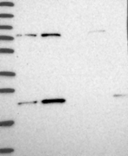 NBP1-91865 - EIF3K / EIF3S12