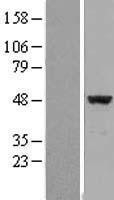 NBL1-10202 - EIF4A2 Lysate