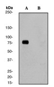 NB100-79937 - EIF4B