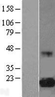 NBL1-10214 - eIF5A Lysate