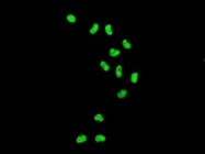 NBP1-96054 - Histone H4
